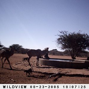 Kudus and Baboons, Namibia