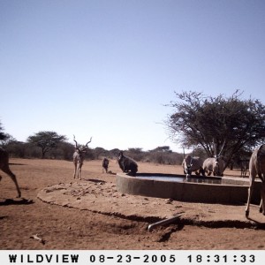 Gemsboks, Kudus and Baboons, Namibia