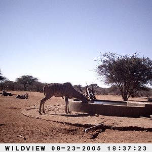 Gemsboks and Kudus, Namibia