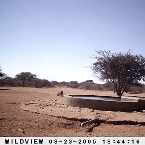 Gemsbok, Warthog and Kudu, Namibia