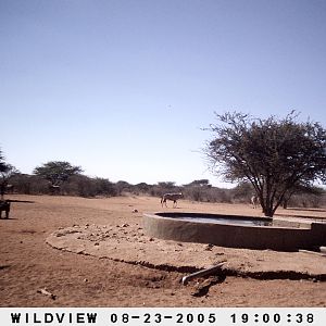 Gemsboks, Kudus and Baboons, Namibia