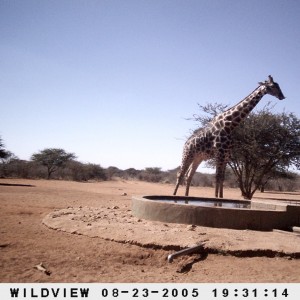 Giraffes, Warthog and Baboon, Namibia