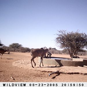 Kudus and Baboons, Namibia