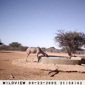 Kudu and Baboons, Namibia