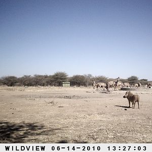 Kudus and Warthog, Namibia