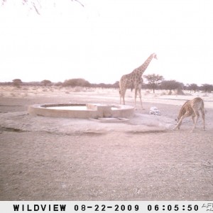 Giraffes, Namibia