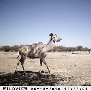 Kudus, Namibia