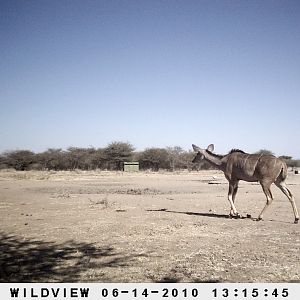 Kudu, Namibia