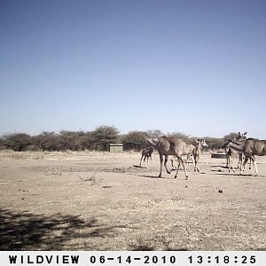 Kudus, Namibia