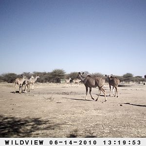 Kudus, Namibia