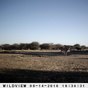 Kudus and Blue Wildebeest, Namibia