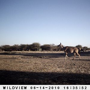 Kudus and Blue Wildebeest, Namibia