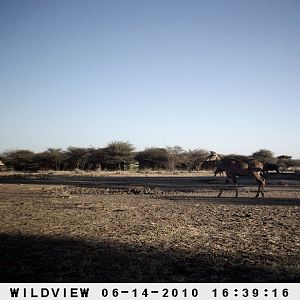 Kudus and Blue Wildebeest, Namibia