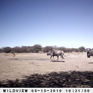 Kudu, Blue Wildebeest, Impala, Namibia