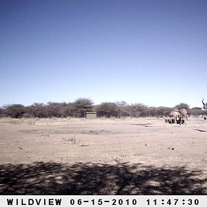 Kudu, Namibia