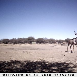 Kudu, Namibia