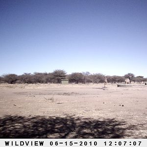 Kudu, Namibia