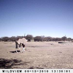 Gemsbok, Namibia