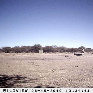 Gemsbok, Namibia