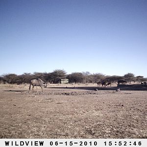 Blue Wildebeest and Impala, Namibia