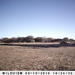 Impala, Namibia