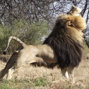 100% Lion, South Africa