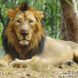 Asiatic Lion