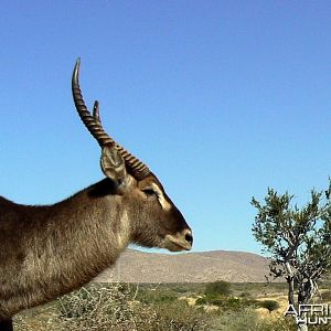 Waterbuck