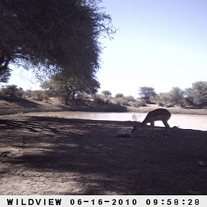 Impala, Namibia