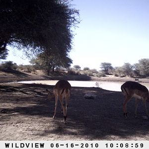 Impala, Namibia