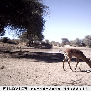 Impala, Namibia