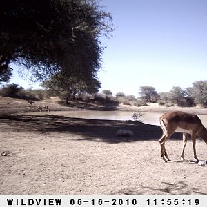 Impala, Namibia