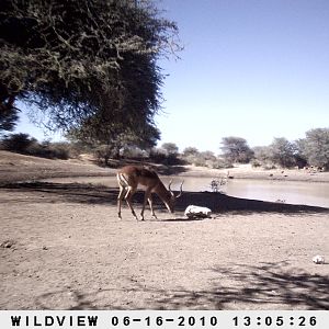 Impala, Namibia