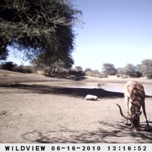 Impala, Namibia