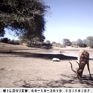 Impala, Namibia