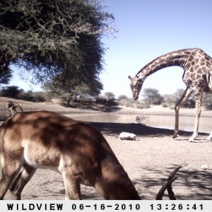 Impala and Giraffe, Namibia