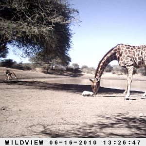 Impala and Giraffe, Namibia