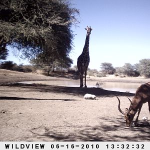 Impala and Giraffe, Namibia