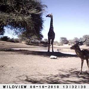 Impala and Giraffe, Namibia