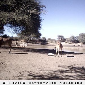 Impala and Kudu, Namibia