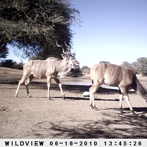 Kudu, Namibia