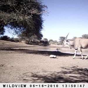 Cape Eland, Namibia