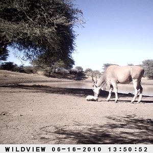 Cape Eland, Namibia