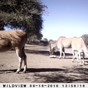 Cape Eland, Namibia