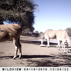 Cape Eland, Namibia