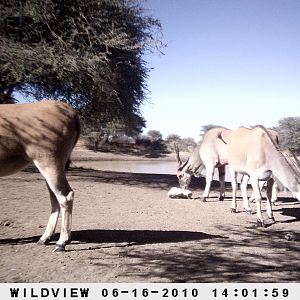 Cape Eland, Namibia