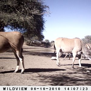 Cape Eland, Namibia