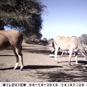 Cape Eland and Kudu, Namibia