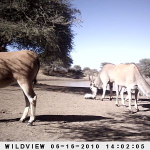 Cape Eland, Namibia