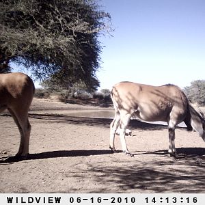 Cape Eland, Namibia